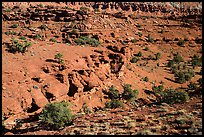 Junipers and red Moenkopi Formation sandstone. Capitol Reef National Park ( color)