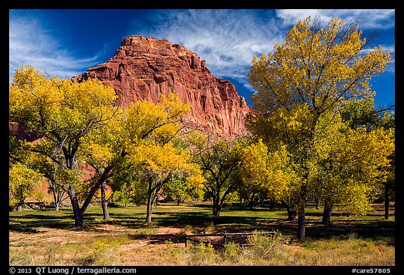 Fruita orchard and cliff in autumn. Capitol Reef National Park, Utah, USA.