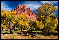 Fruita orchard and cliff in autumn. Capitol Reef National Park, Utah, USA.