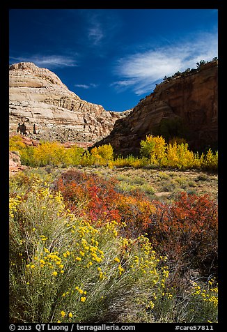 Blooming sage and cottonwoods in autum colors, Fremont River Canyon. Capitol Reef National Park (color)