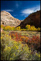 Blooming sage and cottonwoods in autum colors, Fremont River Canyon. Capitol Reef National Park, Utah, USA. (color)