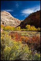 Blooming sage and cottonwoods in autum colors, Fremont River Canyon. Capitol Reef National Park, Utah, USA.