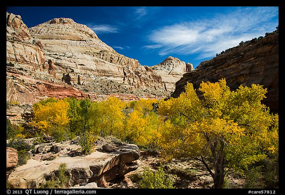 Autumn colors below Capitol Dome. Capitol Reef National Park (color)