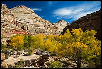 Autumn colors below Capitol Dome. Capitol Reef National Park, Utah, USA. (color)