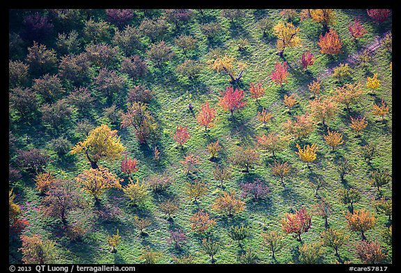 Orchard trees in autumn from above. Capitol Reef National Park (color)