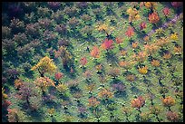 Orchard trees in autumn from above. Capitol Reef National Park, Utah, USA. (color)