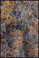 Branches and leaves in autumn. Capitol Reef National Park, Utah, USA.