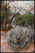 Desert vegetation on North Rim. Capitol Reef National Park ( color)