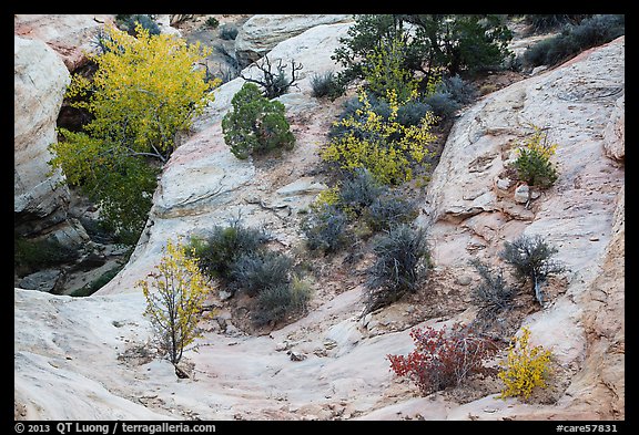 Shrubs with fall foliage and sandstone ledges. Capitol Reef National Park (color)