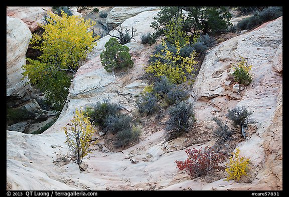 Shrubs with fall foliage and sandstone ledges. Capitol Reef National Park, Utah, USA.