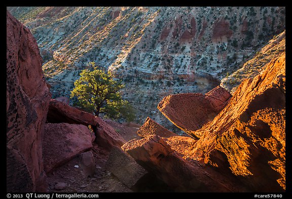 Juniper and cliffs on rim of Sulfur Creek Canyon. Capitol Reef National Park (color)