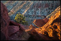 Juniper and cliffs on rim of Sulfur Creek Canyon. Capitol Reef National Park, Utah, USA. (color)