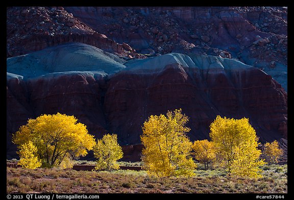 Cottonwood trees in the fall against shale. Capitol Reef National Park, Utah, USA.
