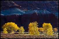 Cottonwood trees in the fall against shale. Capitol Reef National Park, Utah, USA.