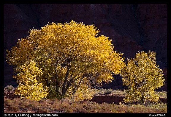 Cottonwood trees in autumn against cliffs. Capitol Reef National Park, Utah, USA.
