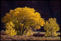 Cottonwood trees in autumn against cliffs. Capitol Reef National Park, Utah, USA. (color)