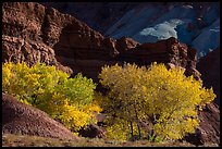 Cottonwood trees in autumn, Moenkopi Formation and Monitor Butte rocks. Capitol Reef National Park, Utah, USA. (color)