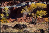 Basalt boulders, Cottonwoods in autumn, cliffs. Capitol Reef National Park, Utah, USA.