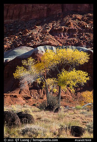 Basalt boulders, Cottonwoods in fall, cliff base. Capitol Reef National Park, Utah, USA.