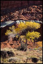 Basalt boulders, Cottonwoods in fall, cliff base. Capitol Reef National Park ( color)