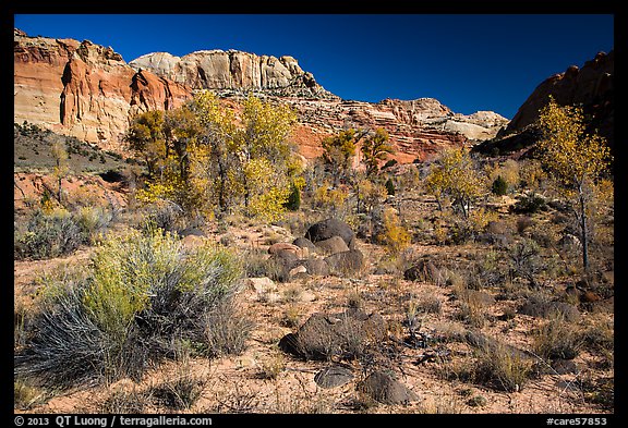 Cottonwoods and desert plants in autumn near Pleasant Creek. Capitol Reef National Park, Utah, USA.