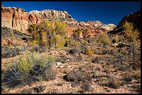 Cottonwoods and desert plants in autumn near Pleasant Creek. Capitol Reef National Park, Utah, USA.