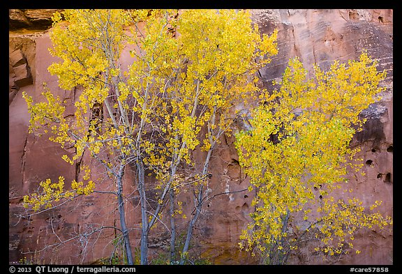 Aspen in fall foliage against red sandstone cliff. Capitol Reef National Park, Utah, USA.
