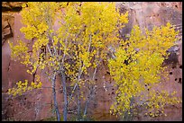 Aspen in fall foliage against red sandstone cliff. Capitol Reef National Park, Utah, USA. (color)