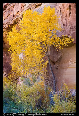 Cottonwood in fall foliage against sandstone cliff. Capitol Reef National Park, Utah, USA.