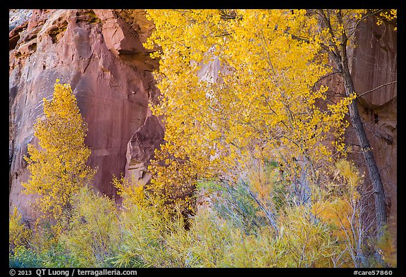 Trees in fall foliage against sandstone cliff. Capitol Reef National Park, Utah, USA.