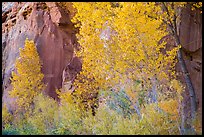 Trees in fall foliage against sandstone cliff. Capitol Reef National Park, Utah, USA.