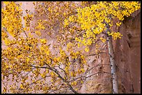 Aspen in fall foliage against red cliff. Capitol Reef National Park, Utah, USA. (color)