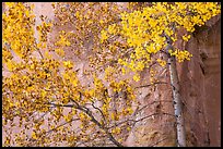 Aspen in fall foliage against red cliff. Capitol Reef National Park, Utah, USA.