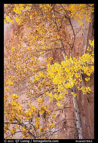 Aspen tree in autumn foliage against red cliff. Capitol Reef National Park (color)