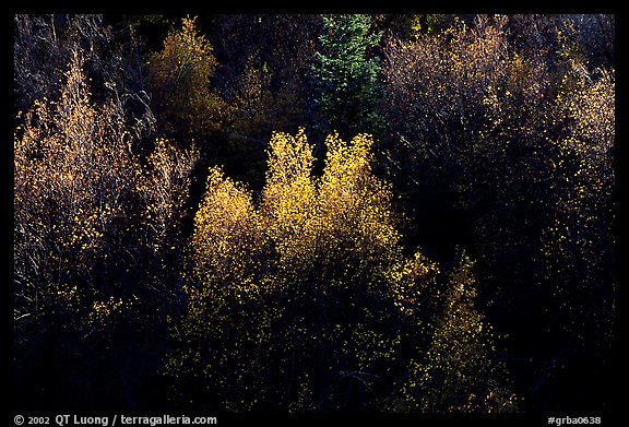 Autumn colors, Windy Canyon, late afternoon. Great Basin  National Park, Nevada, USA.