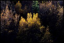 Autumn colors, Windy Canyon, late afternoon. Great Basin  National Park, Nevada, USA.