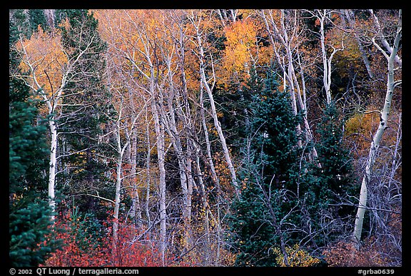 Autumn colors, Windy Canyon. Great Basin National Park (color)