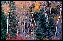 Autumn colors, Windy Canyon. Great Basin National Park, Nevada, USA. (color)