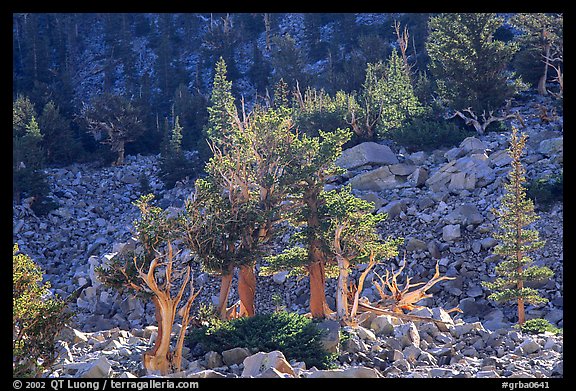 Bristlecone Pine trees and tallus, Wheeler cirque. Great Basin National Park (color)