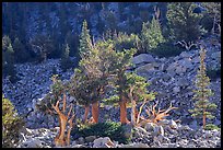 Bristlecone Pine trees and tallus, Wheeler cirque. Great Basin National Park, Nevada, USA. (color)