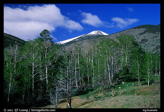 Trees and mountains, Baker Creek, morning spring. Great Basin National Park, Nevada, USA.