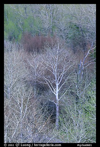 Conifers, bare trees, and newly leafed trees, springtime, Baker Creek. Great Basin National Park, Nevada, USA.