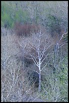 Conifers, bare trees, and newly leafed trees, springtime, Baker Creek. Great Basin National Park, Nevada, USA.