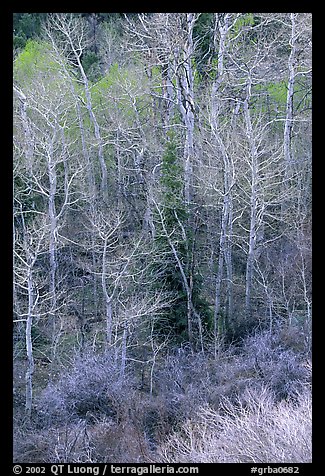 First leaves budding in spring, Baker Creek. Great Basin National Park, Nevada, USA.