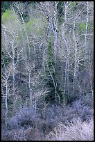 First leaves budding in spring, Baker Creek. Great Basin National Park, Nevada, USA.