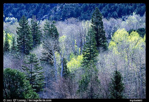 First leaves buds in springtime, Baker Creek. Great Basin National Park, Nevada, USA.