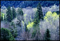 First leaves buds in springtime, Baker Creek. Great Basin National Park, Nevada, USA. (color)