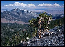Pictures of Great Basin
