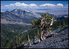 Bristlecone pine tree on slope overlooking desert, Mt Washington. Great Basin National Park, Nevada, USA. (color)