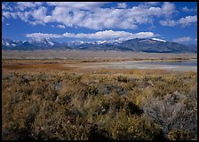 Snake Range raising above Sagebrush, seen from the East. Great Basin  National Park ( color)